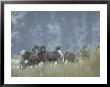 Bighorn Sheep Grazing In Idaho Primitive Area by John Dominis Limited Edition Print
