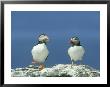 Puffin, Pair On Rock, Scotland by Mark Hamblin Limited Edition Print