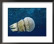 Papuan Jellyfish, Bikini Atoll, Marshall Is, Micronesia by Doug Perrine Limited Edition Pricing Art Print