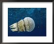 Papuan Jellyfish, Bikini Atoll, Marshall Is, Micronesia by Doug Perrine Limited Edition Print