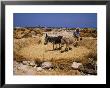 Threshing, Island Of Gaydos, Crete, Greek Islands, Greece by Loraine Wilson Limited Edition Print