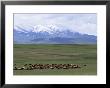 Flock Of Sheep, Northeast Coast Of Lake Van, Van Area, Anatolia, Turkey, Eurasia by Adam Woolfitt Limited Edition Print