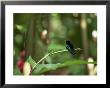 Colibri Humming Bird, Martinique, Lesser Antilles, West Indies, Caribbean, Central America by Yadid Levy Limited Edition Print