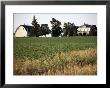 Cornfarm, Hudson, Illinois, Midwest, Usa by Ken Gillham Limited Edition Print