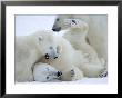 Polar Bears (Ursus Maritimus), Churchill, Hudson Bay, Manitoba, Canada by Thorsten Milse Limited Edition Print