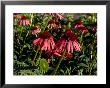 Echinacea, The Purple Coneflower, One Of The Best Blood Purifiers by Aaron Mccoy Limited Edition Pricing Art Print