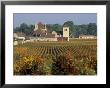 Vineyards On The Route De Grands Crus, Cote D'or, Burgundy, France by Brigitte Bott Limited Edition Print
