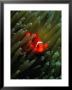 Clown Anemone Fish (Amphiprion Perideraion) Hiding, Solomon Islands by Casey Mahaney Limited Edition Print