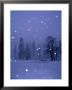 Falling Snow, Yosemite National Park, California, Usa by Thomas Winz Limited Edition Print