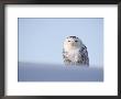 Female Snowy Owl Against Sky, Scotland, Uk by Niall Benvie Limited Edition Print