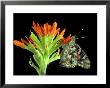 Painted Lady On Indian Paintbrush, Michigan, Usa by Claudia Adams Limited Edition Print