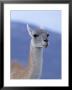 Guanaco In Torres Del Paine National Park, Coquimbo, Chile by Andres Morya Limited Edition Print