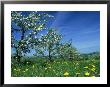 Apple Orchards In Spring, Trees In Bloom by Chris Sharp Limited Edition Pricing Art Print