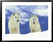 White Wolf, Pair In Winter, Montana by Alan And Sandy Carey Limited Edition Print