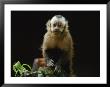 A Portrait Of A Capuchin Monkey by Joel Sartore Limited Edition Pricing Art Print
