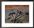 Rain Forest Tree Silhouetted Against The Sky, Costa Rica by Michael Melford Limited Edition Print