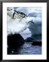 Adelie Penguins, Leaping, Antarctic Peninsula by Patricio Robles Gil Limited Edition Print