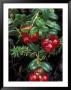Low-Bush Cranberry, Alaska by Rich Reid Limited Edition Print