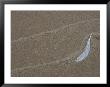 Gull Feather And Wave Lines On Lake Michigan Beach, Michigan, Usa by Mark Carlson Limited Edition Print