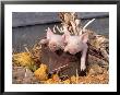 Mixed Breed Piglets In Wooden Bucket by Lynn M. Stone Limited Edition Print