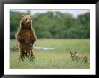 An Alaskan Brown Bear With Cubs Stands Up On Its Rear Legs To Look Around by Roy Toft Limited Edition Print