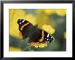 Red Admiral On Butterfly Bush Leaf, Woodland Park Zoo Rose Garden, Washington, Usa by Jamie & Judy Wild Limited Edition Print