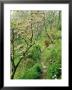 Stone Path Leading Through Old Apple Orchard, With Trees In Blossom, In Spring, Cornwall by Mark Bolton Limited Edition Print
