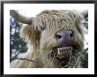Scottish Highland Bull by Tim Laman Limited Edition Pricing Art Print
