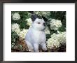 Netherland Dwarf Domestic Rabbit by Lynn M. Stone Limited Edition Print