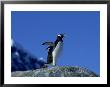 Gentoo Penguin, Calling, Antarctic Peninsula by David Tipling Limited Edition Print