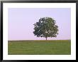Lone Tree On A Hill by Wallace Garrison Limited Edition Print
