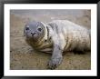 Baby Harbor Seal In Marquoit Bay, Brunswick, Maine, Usa by Jerry & Marcy Monkman Limited Edition Print