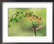 Violet Fronted Brilliant Hummingbird, Manu National Park, Peru by Pete Oxford Limited Edition Print