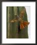 An Ash Throated Flycatcher Flies From Its Nest In A Cardon Cactus by Ralph Lee Hopkins Limited Edition Pricing Art Print