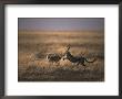 A Pair Of Cheetahs Play With One Another by Jason Edwards Limited Edition Print