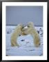A Pair Of Polar Bears Play Fight by Norbert Rosing Limited Edition Print