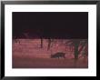 Captive Red Deer (Cervus Elaphus) At Fossil Rim In Glen Rose, Texas by Michael Nichols Limited Edition Print