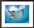 Spotted Eagle Ray, Caribbean by Doug Perrine Limited Edition Print