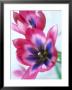 Tulipa Keizerskroon, In Border With Viola (Pansy), Bridgemere Garden World by Ron Evans Limited Edition Pricing Art Print