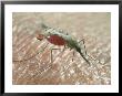 Mosquito by Alastair Macewen Limited Edition Print