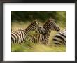 A Panned View Of Common Zebras Running Through Grass (Equus Quagga) by Roy Toft Limited Edition Print