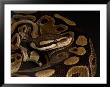 Ball Python At The Sunset Zoo In Manhattan, Kansas by Joel Sartore Limited Edition Print