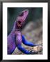 Flat-Headed Rock Agama (Agama Mwanzae), Serengeti National Park, Arusha, Tanzania by Ariadne Van Zandbergen Limited Edition Pricing Art Print