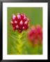 Rose Crown Flower Near Independence Pass, Colorado, Usa by Julie Eggers Limited Edition Print