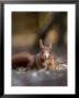 Red Squirrel, Crawling In Leaf Litter, Lancashire, Uk by Elliott Neep Limited Edition Print