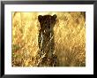 Cheetah, Cub, Namibia by David Tipling Limited Edition Print