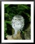 Tawny Frogmouth On Log, Australia by Eric Woods Limited Edition Print