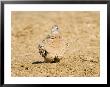 Burchells Sand Grouse, Female, Botswana by Mike Powles Limited Edition Pricing Art Print