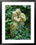 Statue Of Lovers Amongst Hedera Helix (Ivy) Old Chalk Pit by Sunniva Harte Limited Edition Print