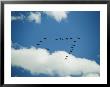 Sandhill Cranes Fly In A V-Shaped Formation by Joel Sartore Limited Edition Print